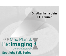 4D quantitative light sheet imaging and analysis to study extra embryonic tissue morphogenesis in Tribolium embryos